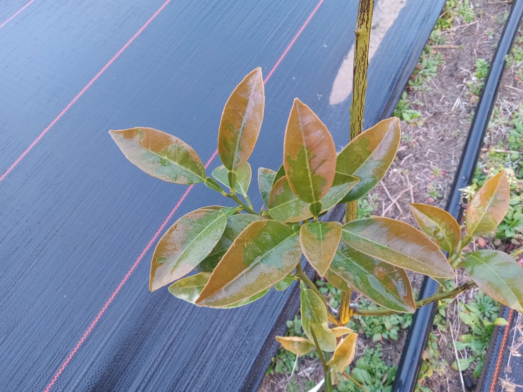 Question of the Week – Cold Damage