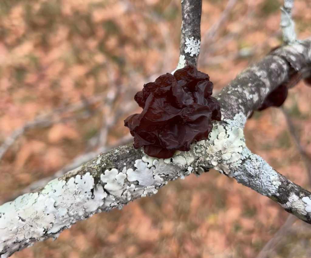 Question of the Week – Jelly&nbsp;Fungus