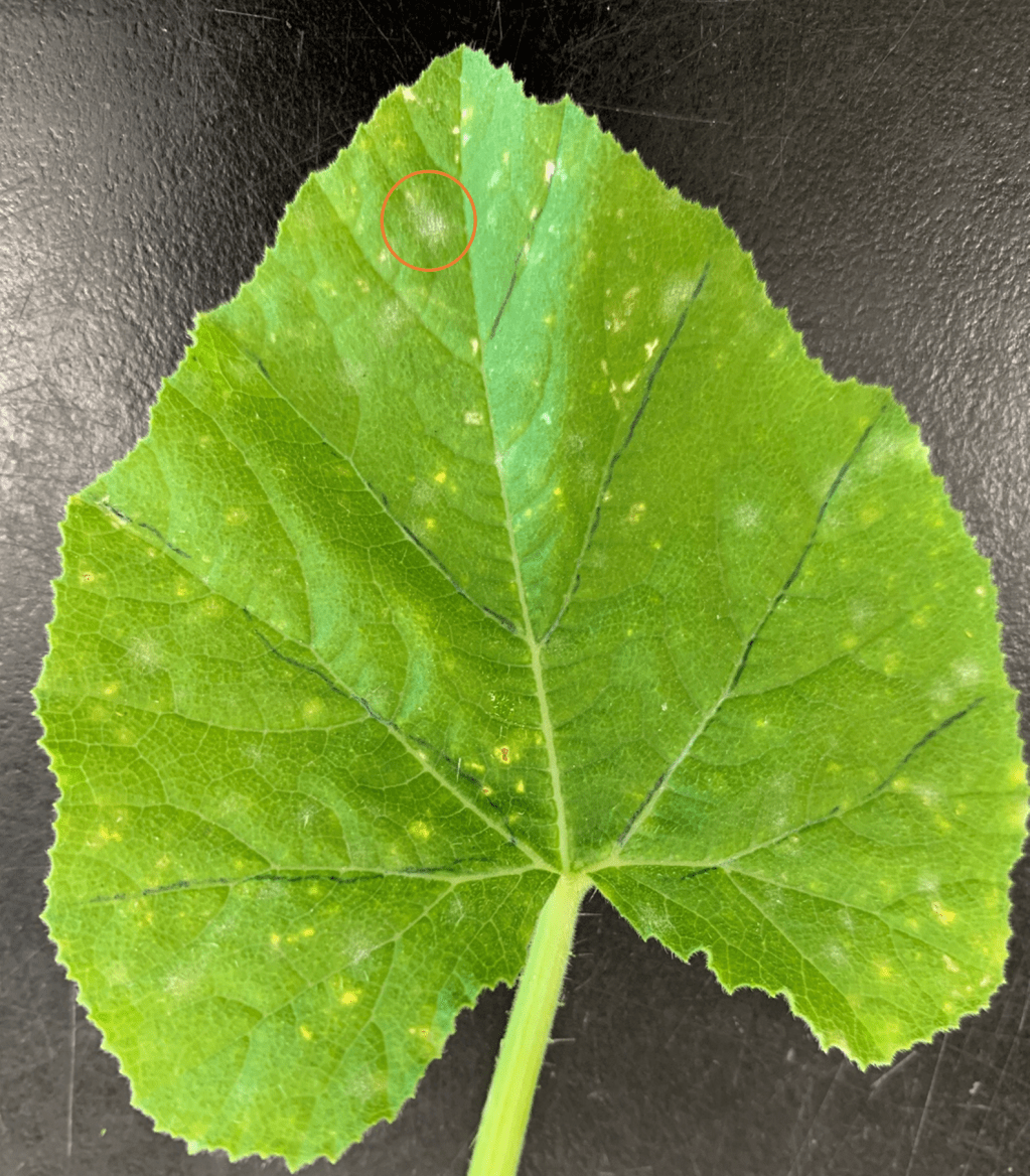 Fungicide Sensitivity of Cucurbit Powdery Mildew in Charleston,&nbsp;SC