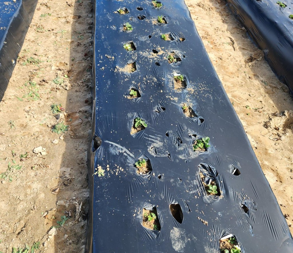 Weekly Field Update –&nbsp;2/5/24