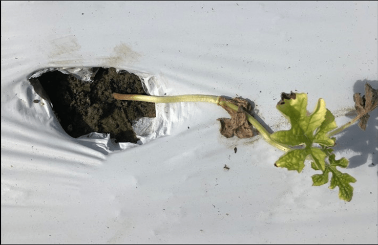 Damping-Off on Direct-Seeded and Transplanted Vegetable&nbsp;Crops