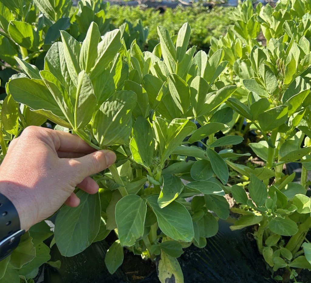 Question of the Week – Fava&nbsp;Beans