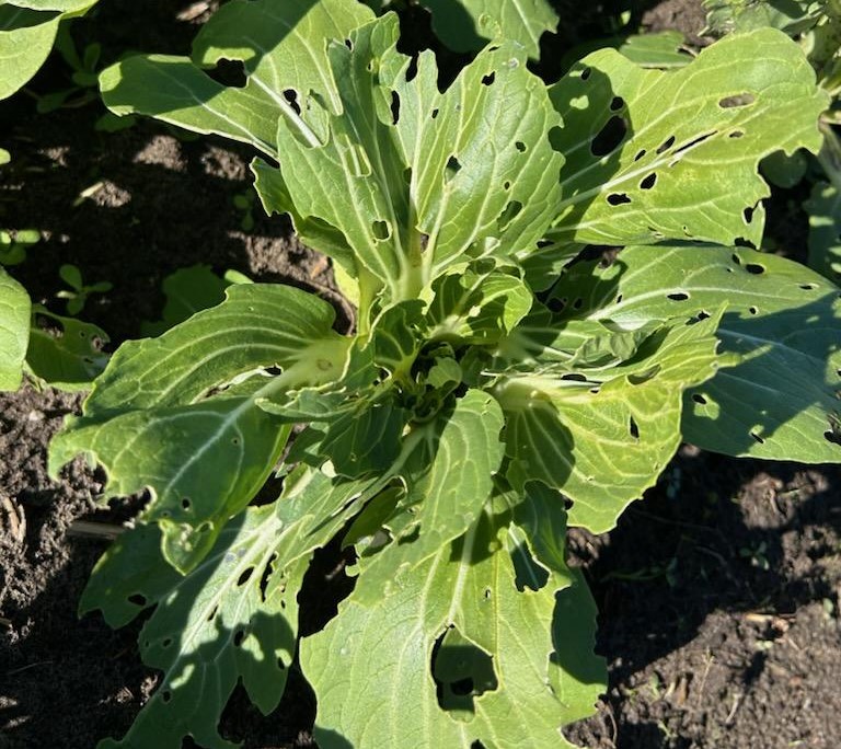 Weekly Field Update –&nbsp;2/12/24