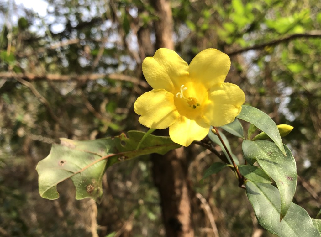 Question of the Week – Carolina&nbsp;Jessamine