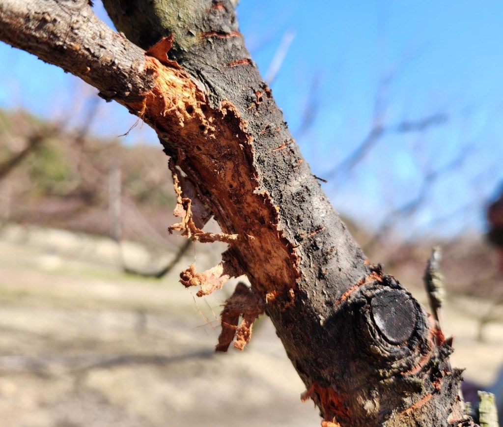 Question of the Week – Shothole&nbsp;borer