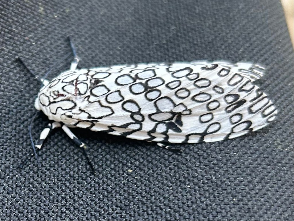 Question of the Week – Giant Leopard&nbsp;Moth