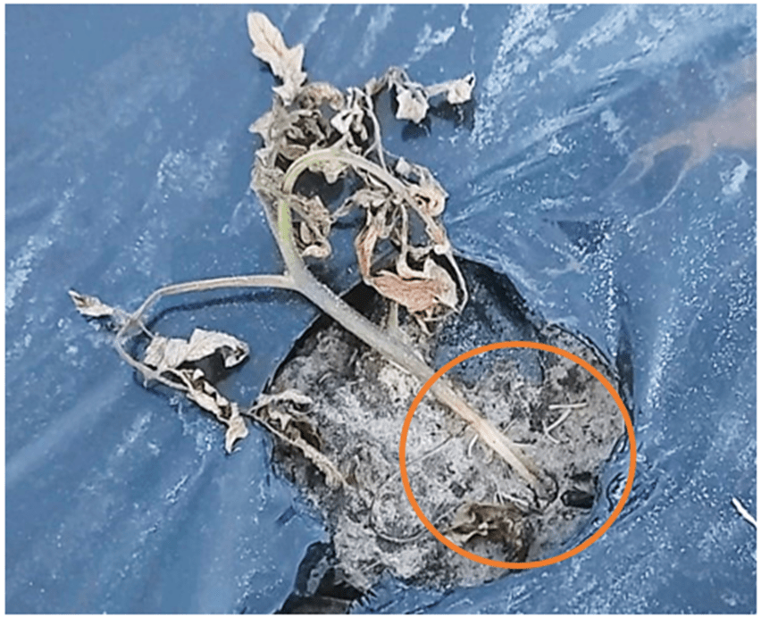 Stem Rot on Transplanted Tomato in March&nbsp;2024