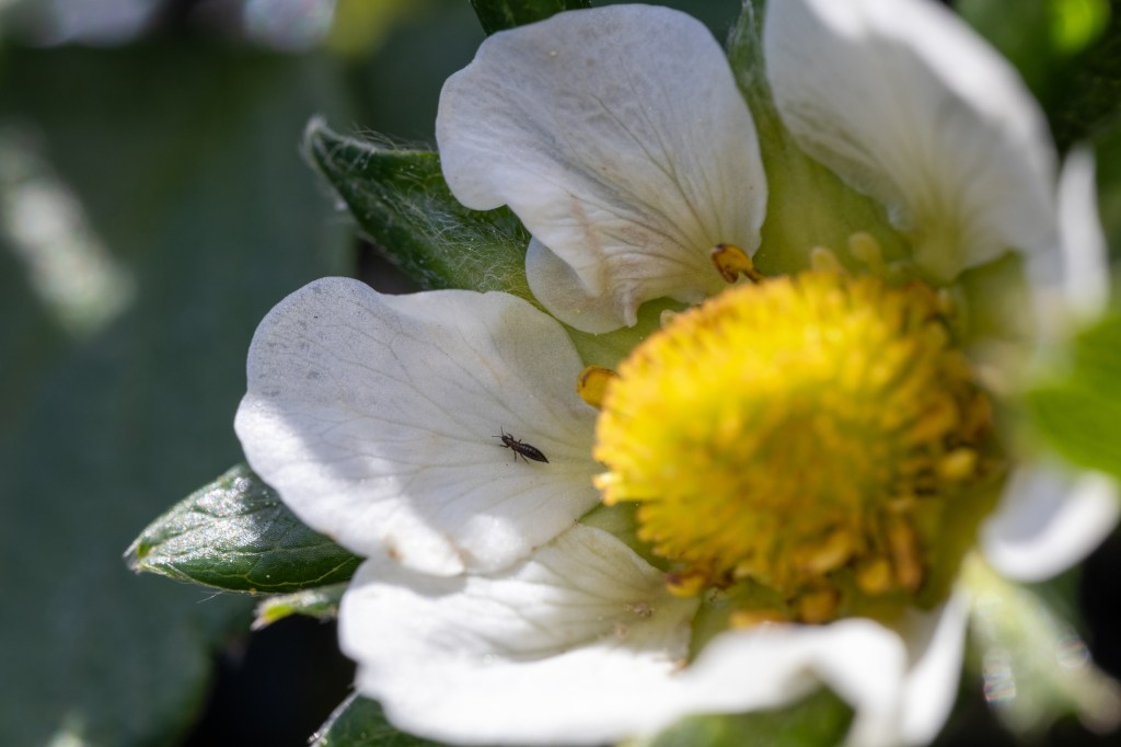 Question of the Week –&nbsp;Thrips