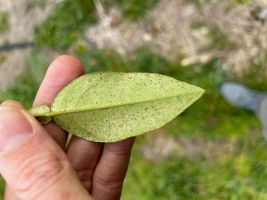 Weekly Field Update – 3/4/24