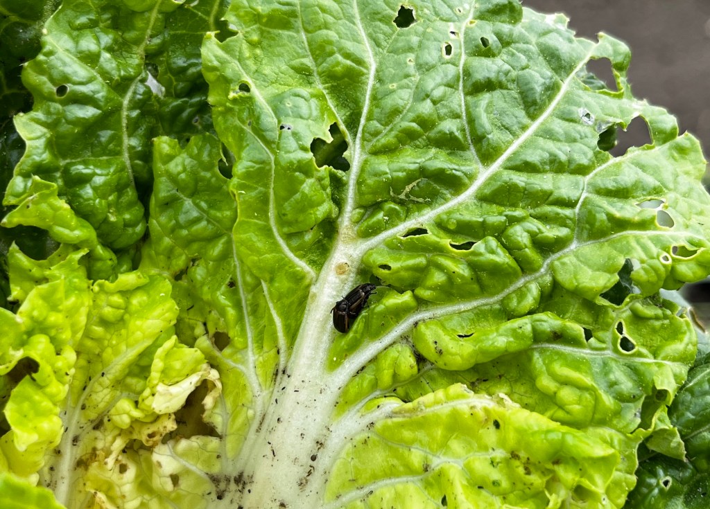 Weekly Field Update – 3/11/24