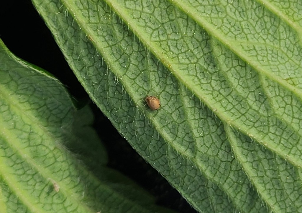 Question of the Week – Parasitized&nbsp;Aphid