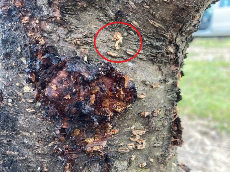 Question of the Week – Ambrosia&nbsp;Beetle