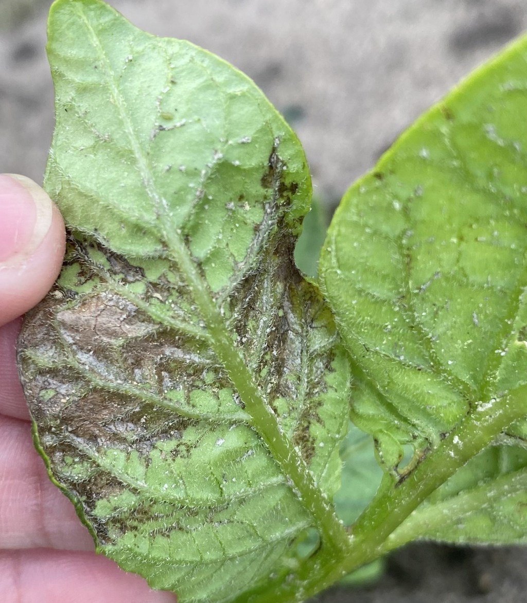 Weekly Field Update –&nbsp;4/8/24