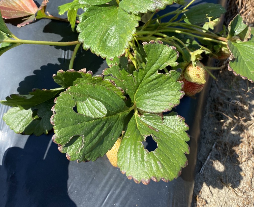 Weekly Field Update –&nbsp;4/29/24