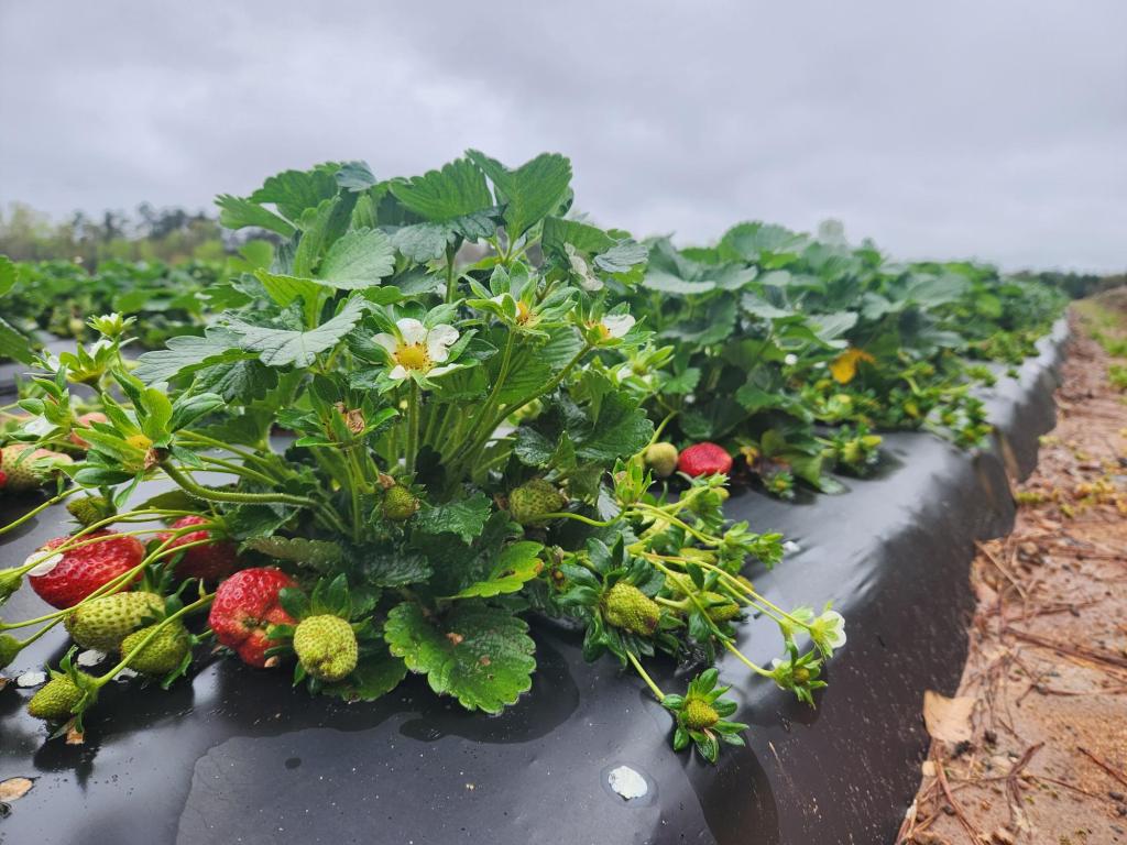 Weekly Field Update –&nbsp;4/1/24