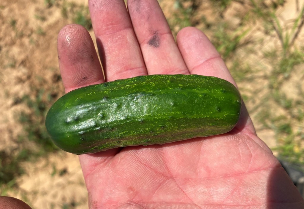 Weekly Field Update – 6/3/24