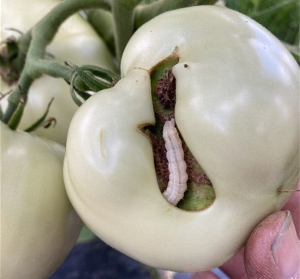 Weekly Field Update – 6/24/24