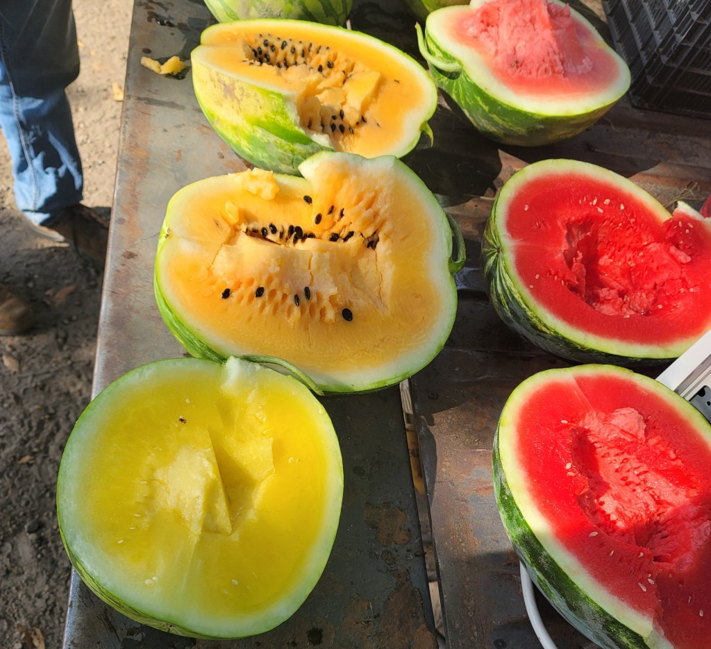 Weekly Field Update – 7/1/24