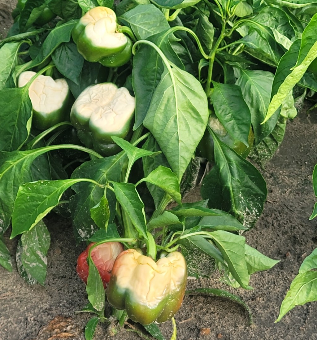 Weekly Field Update –&nbsp;7/22/24