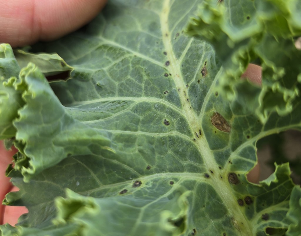 Weekly Field Update – 7/8/24