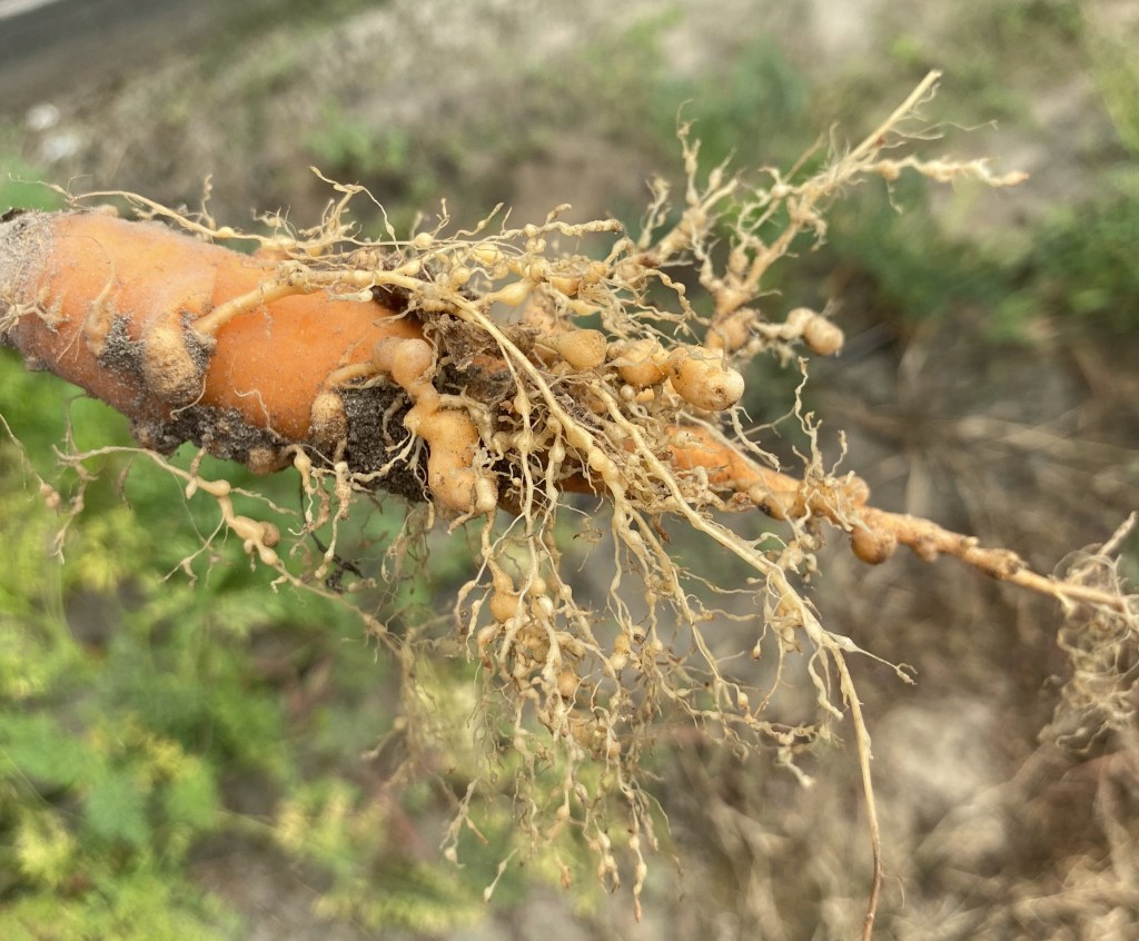 Weekly Field Update – 7/29/24