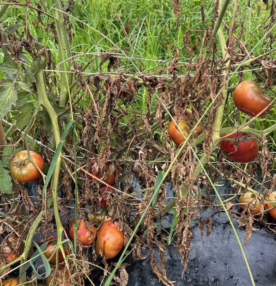 Weekly Field Update –&nbsp;7/15/24