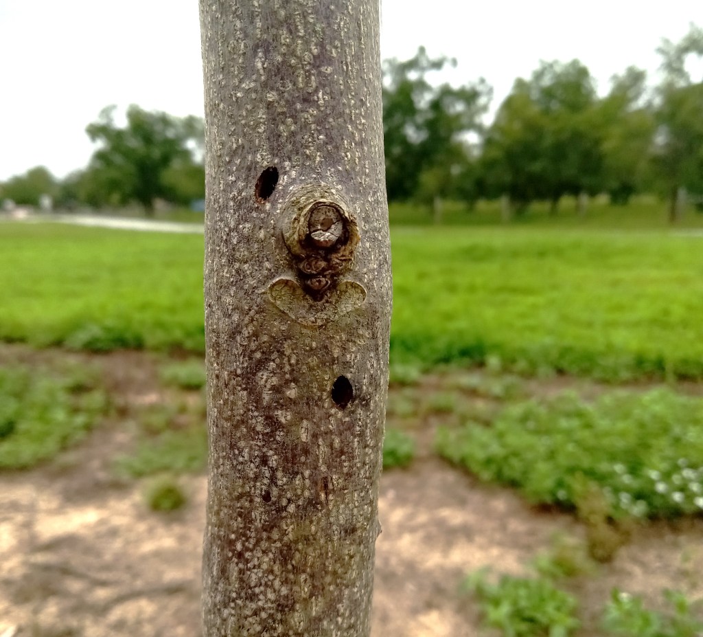 Question of the Week – Wood Boring&nbsp;Beetle