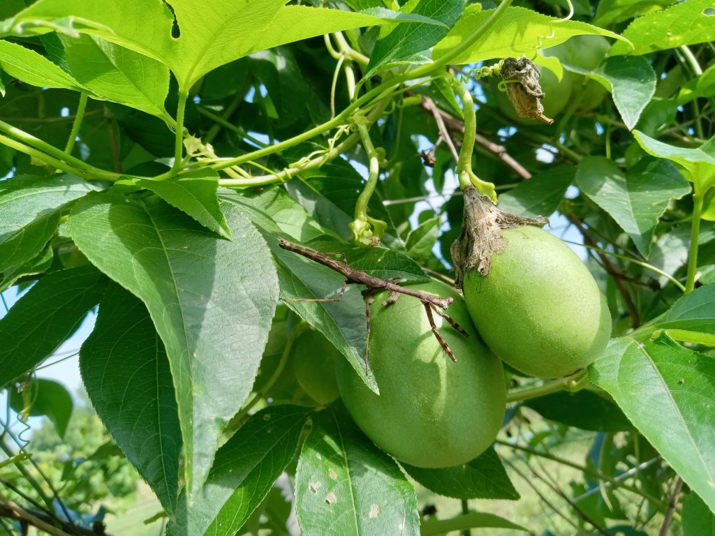 Question of the Week – Carolina&nbsp;Mantid