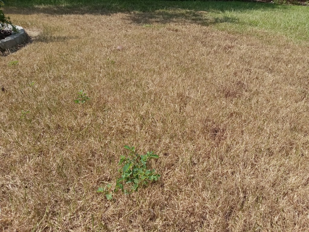 Question of the Week –&nbsp;Armyworms