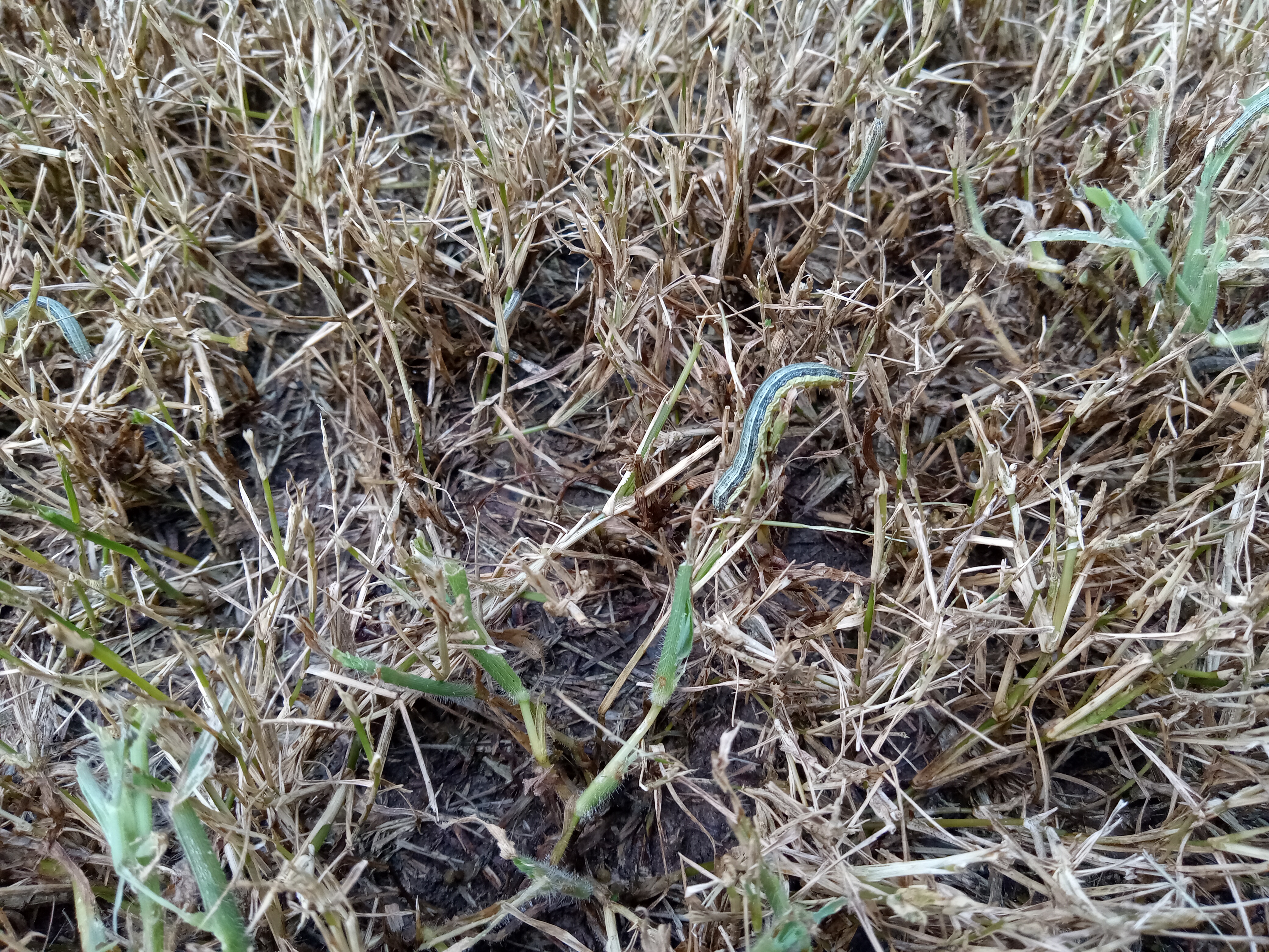 Question of the Week – Armyworms – The South Carolina Grower