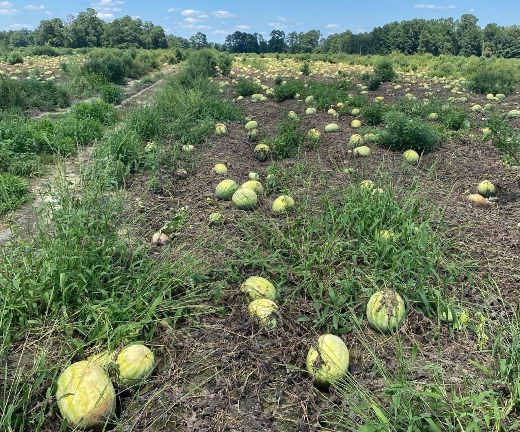 Weekly Field Update –&nbsp;8/19/24