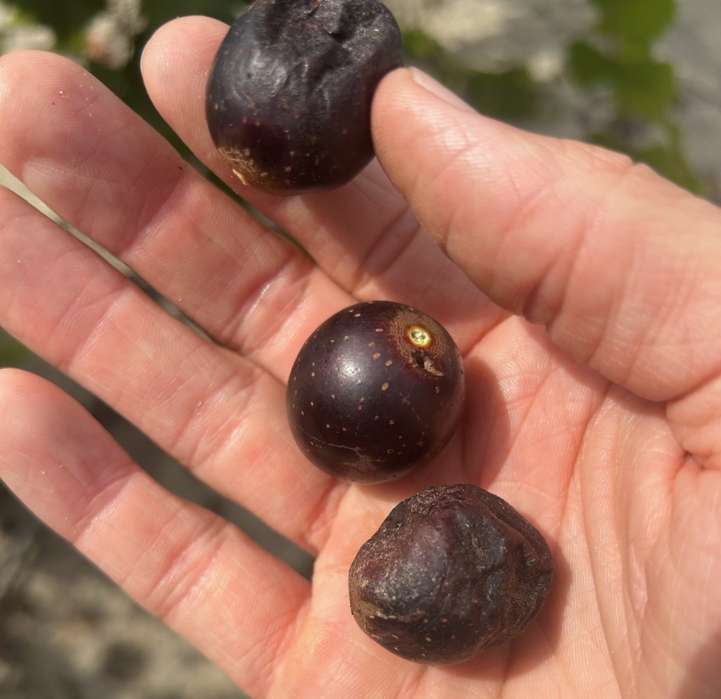 Weekly Field Update –&nbsp;8/26/24