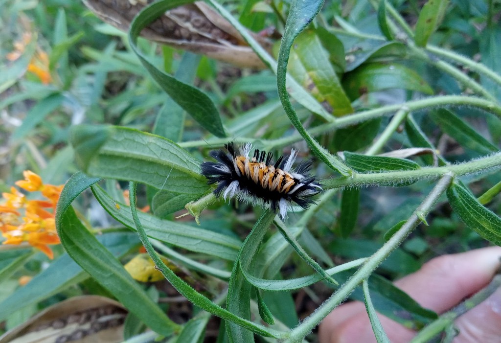 Question of the Week – Milkweed Tussock Moth
