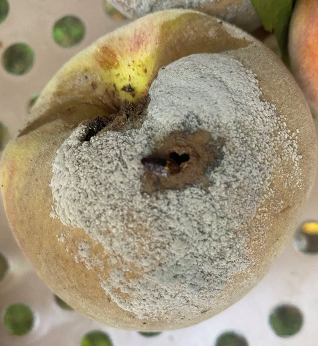 Weekly Field Update – 9/3/24