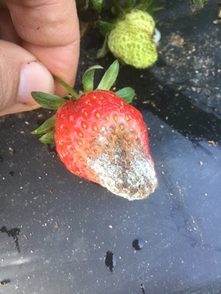 Fungus-Based Biological Control Agents: How Useful Are They for Strawberry Disease&nbsp;Management?