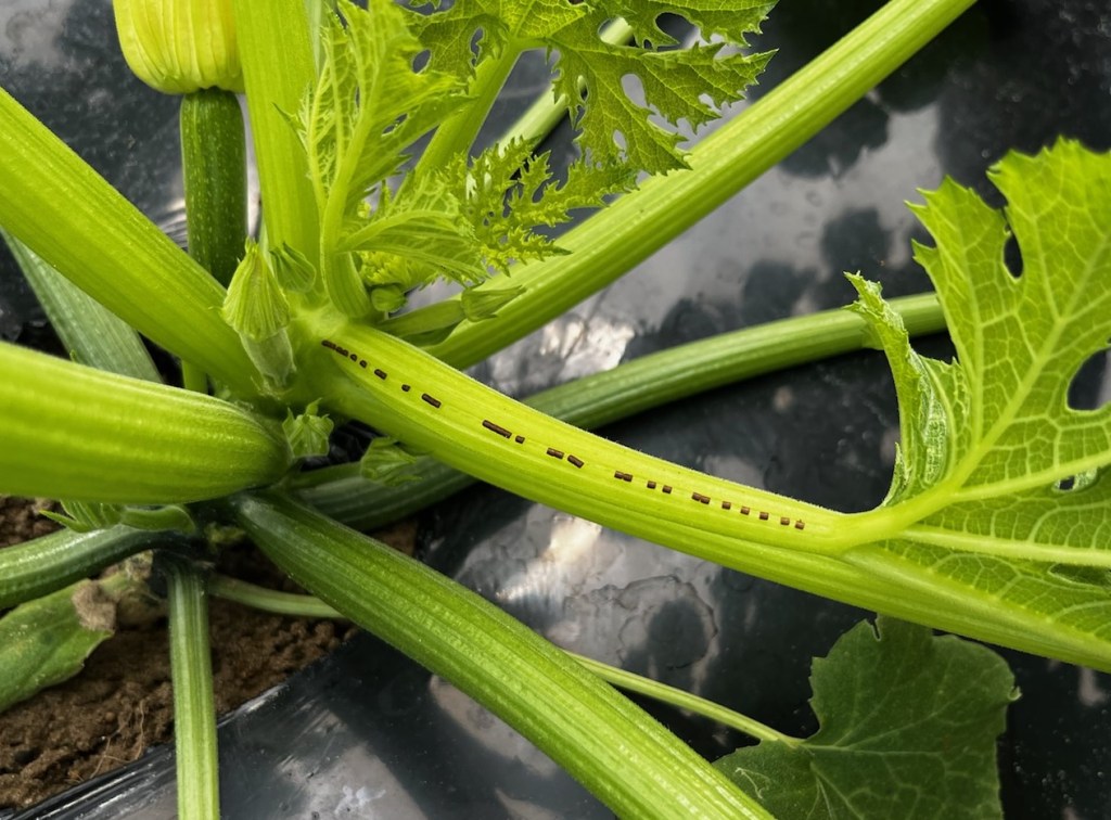 Question of the Week – Leaffooted Bug&nbsp;Eggs