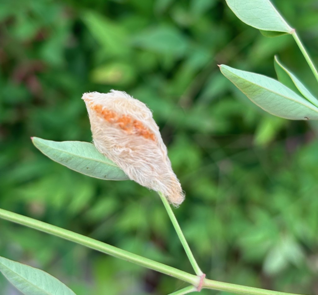 Question of the Week – Puss Caterpillar