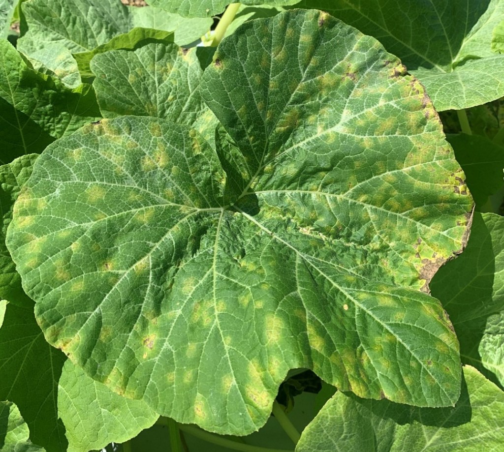 Downy Mildew Found on Cucumber and Squash in&nbsp;Charleston