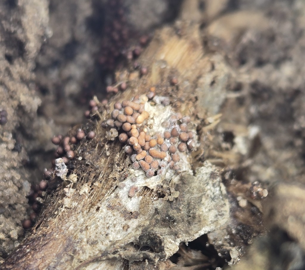 Question of the Week – Southern&nbsp;Blight