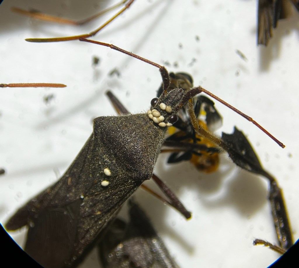 Question of the Week – Tachinid Fly&nbsp;Eggs
