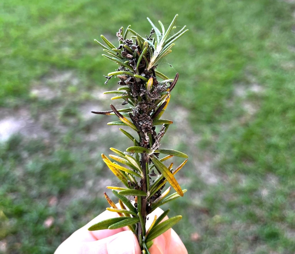 Question of the Week – Southern Purple Mint Moth