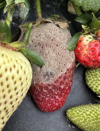 Efficacy Trials with Biofungicide Howler EVO against Strawberry&nbsp;Diseases