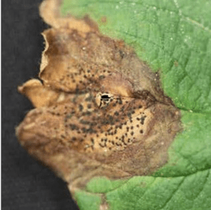 And So It Begins…Neopest is Starting to Show&nbsp;Up.