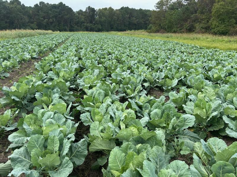 Weekly Field Update – 10/21/24