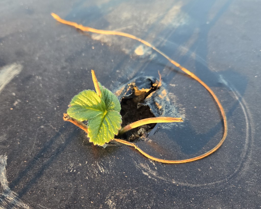 Weekly Field Update – 10/28/24