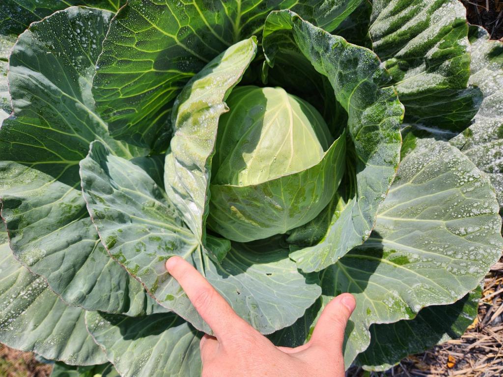 Weekly Field Update –&nbsp;11/18/24