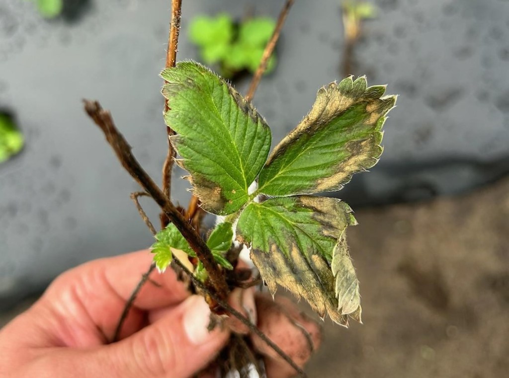 Weekly Field Update –&nbsp;11/11/24