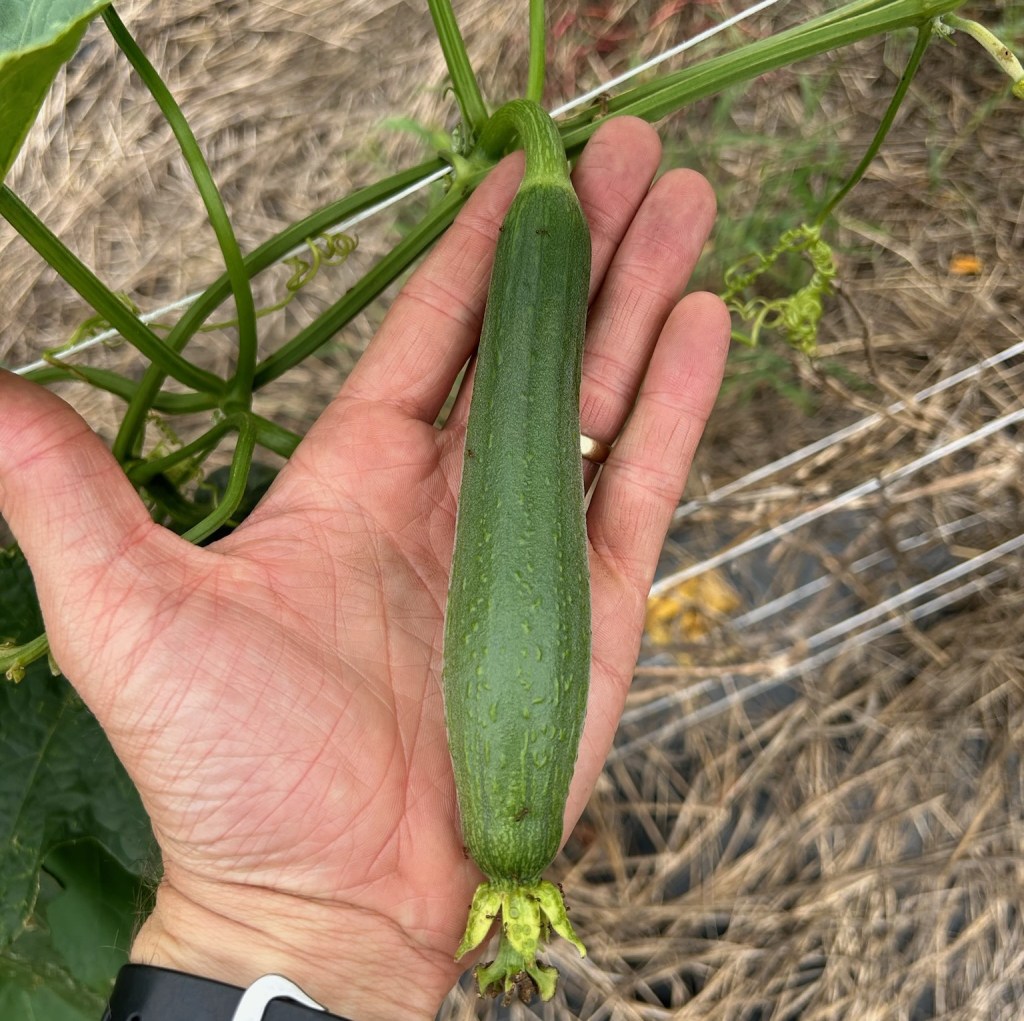 Question of the Week – Luffa&nbsp;Gourd