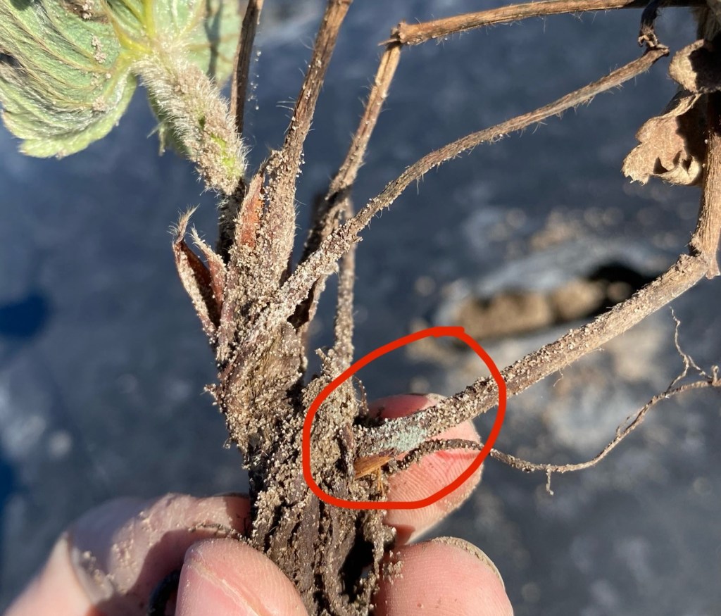 Weekly Field Update –&nbsp;11/25/24