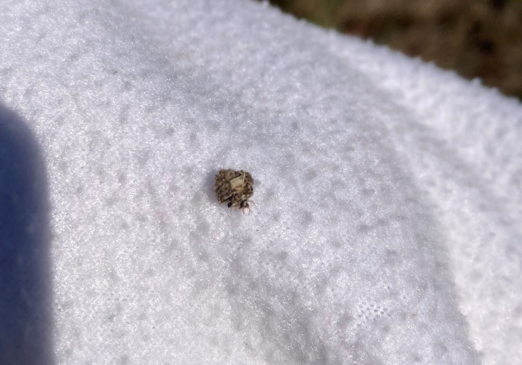 Question of the Week – Lacewing&nbsp;Larva